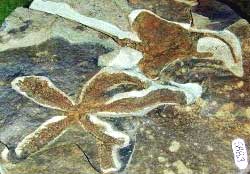 海箭綱（Homoiostelea）