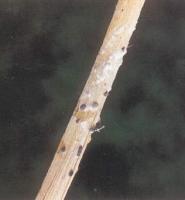 藥用植物冬葵菌核病