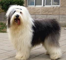 英國古代牧羊犬 英國古代牧羊犬