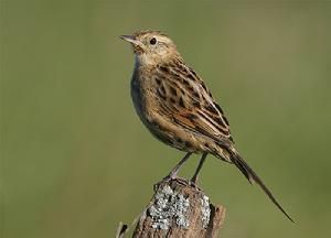 紋背卡納灶鳥 紋背卡納灶鳥