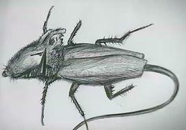 蟑螂鼠 蟑螂鼠
