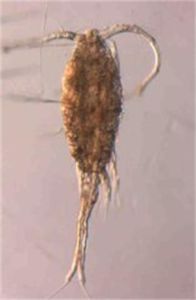 如願真劍水蚤 如願真劍水蚤