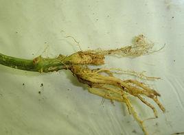 南瓜根[南瓜根]