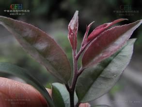 毛薄葉冬青 毛薄葉冬青