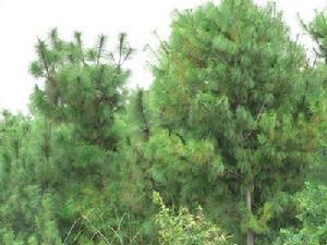 清真寺一村-生態林