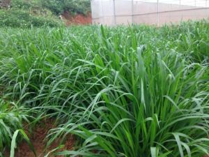 無毛臂形草（變種）