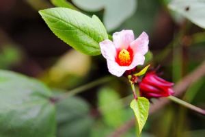 消梵天花 消梵天花