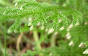 垂穗石松 垂穗石松