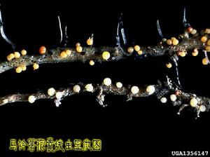 馬鈴薯金線蟲 馬鈴薯金線蟲