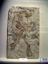 與中華龍鳥同地層出產的尾羽龍化石