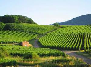 汝拉和薩瓦產區 汝拉和薩瓦產區