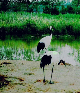 江蘇鹽城國家級珍禽自然保護區