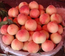 鄭州蜜桃 鄭州蜜桃