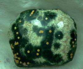 天然海洋石 天然海洋石