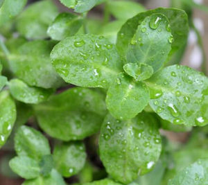 徐優七三三 徐優七三三