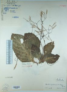 舌柱唇柱苣苔 舌柱唇柱苣苔