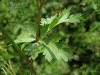 寬葉石防風 寬葉石防風