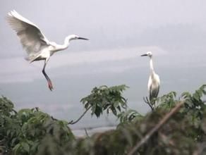 三多橋白鷺保護區 三多橋白鷺保護區