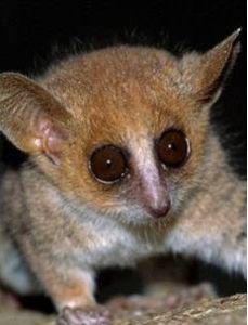 阿喀琉斯基猴 阿喀琉斯基猴