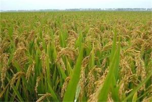 三峽糯1號 三峽糯1號