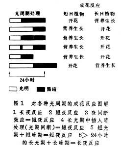 光周期現象（植物）