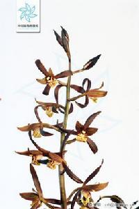 金嘴墨蘭 金嘴墨蘭