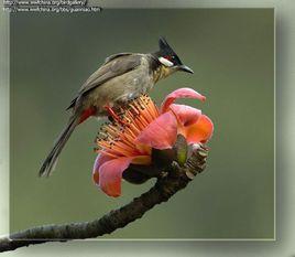 鳥類傳粉 鳥類傳粉