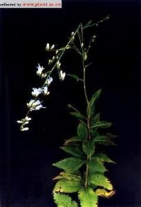 長白沙參 長白沙參