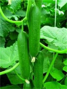 哈研1號 哈研1號