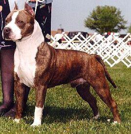 美國斯坦福德梗 美國斯坦福德梗