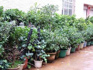 （圖）觀賞盆景