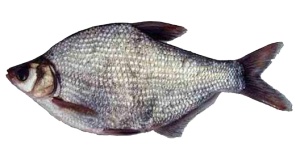 鯿魚