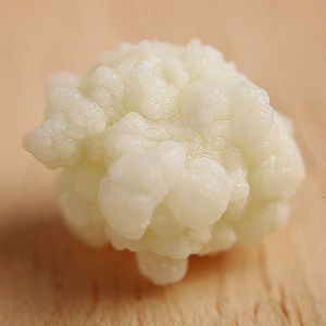 雪蓮菌別名藏靈菇