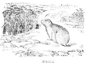 黃兔尾鼠