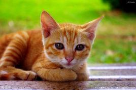 關於貓的分類 關於貓的分類