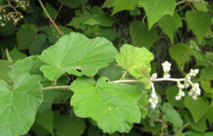 埁葉懸鉤子 埁葉懸鉤子