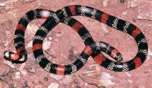 澳大利亞珊瑚蛇 澳大利亞珊瑚蛇