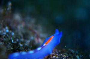 紐幾內亞扁蟲 紐幾內亞扁蟲