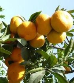 澳洲指橘 澳洲指橘