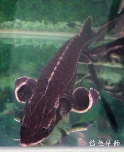 七粒浮子 七粒浮子