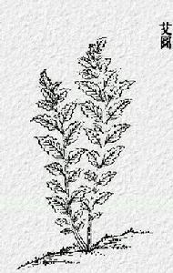 《豳風·東山》