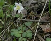 甘肅銀蓮花 甘肅銀蓮花