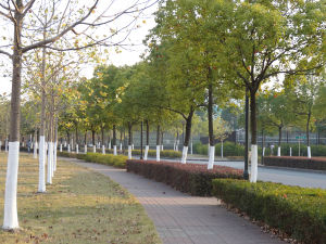 樹幹塗白劑 樹幹塗白劑