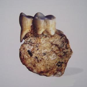 巫山人下頜殘段