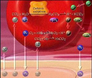 氣體運輸 氣體運輸