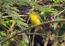 大綠雀鵯 大綠雀鵯