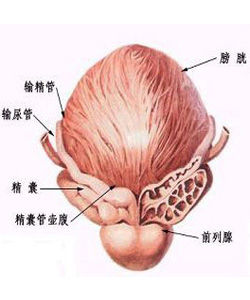 前列腺 前列腺
