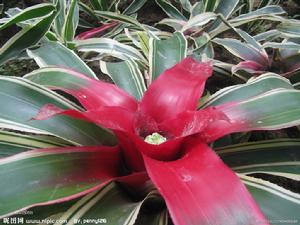 鳳梨花形態圖片