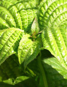 野灰靛葉 野灰靛葉