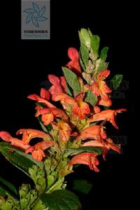 火把花[火把花]